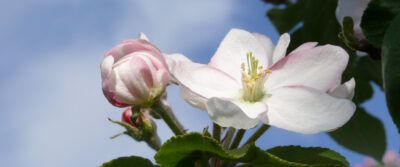 52. Borthener Blütenfest